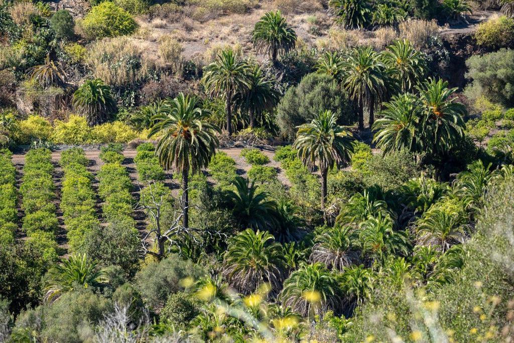Seaview Apartment Los Cactus プラヤ・デル・イングレス エクステリア 写真